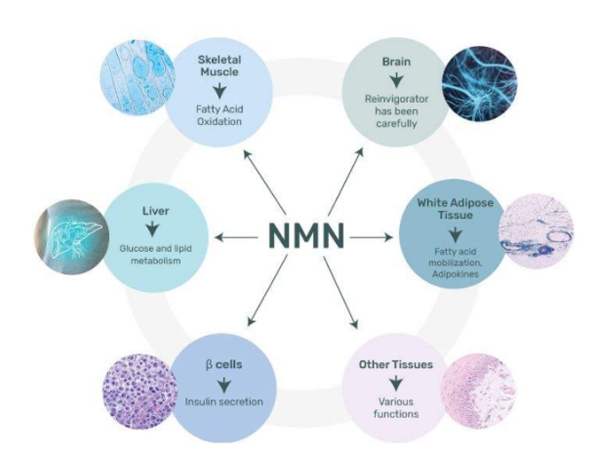 辅酶NMN