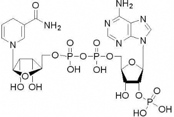 Coenzyme NADPH
