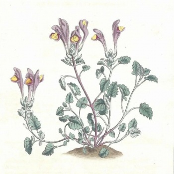 Scutellaria Extract