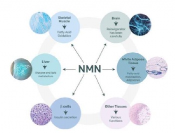 辅酶NMN